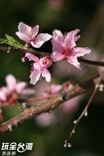 Da Kuan Peach Farm Resort Hualing Eksteriør bilde